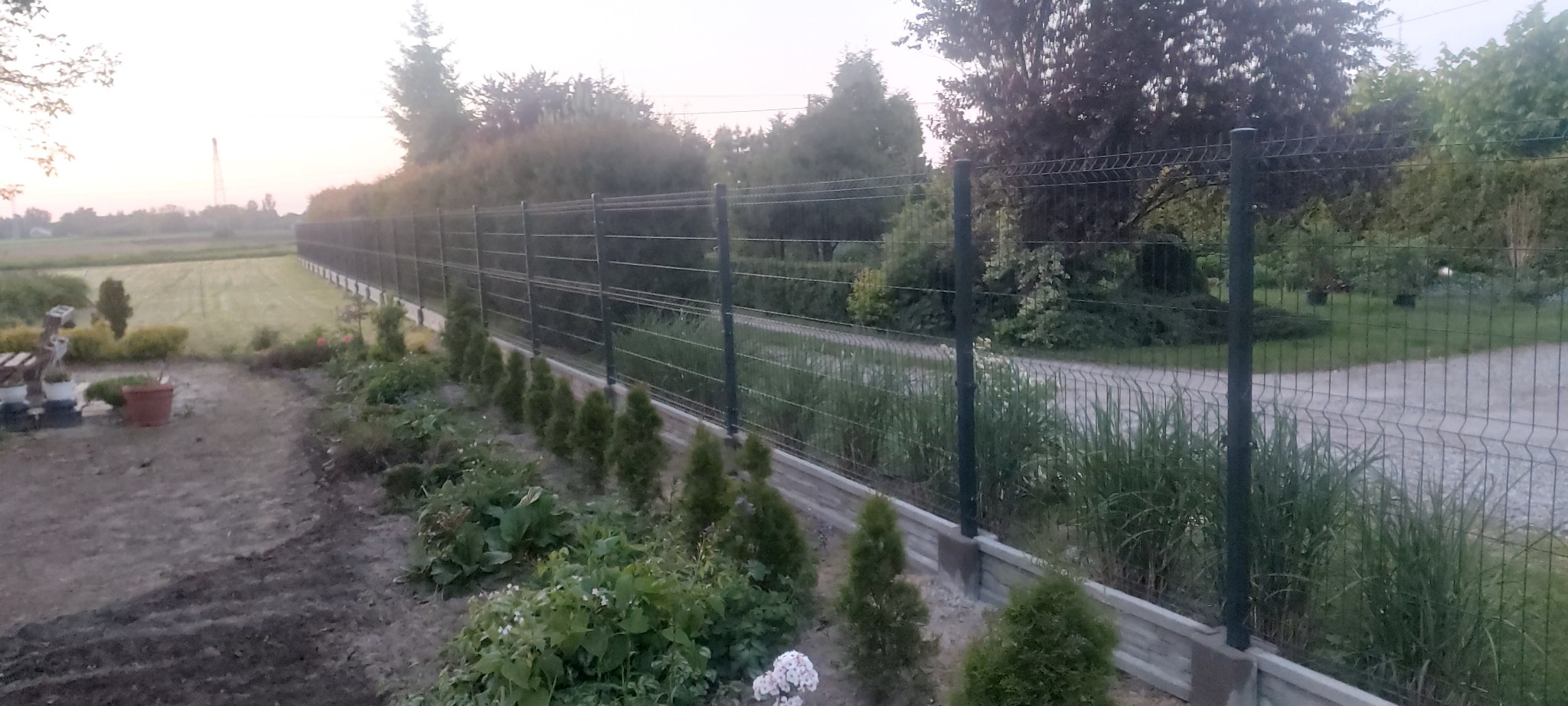 Długi, ciemnozielony płot z siatki panelowej na betonowej podmurówce, oddzielający ogród z młodymi tujami od pola i drogi gruntowej w tle, widok o zmierzchu.