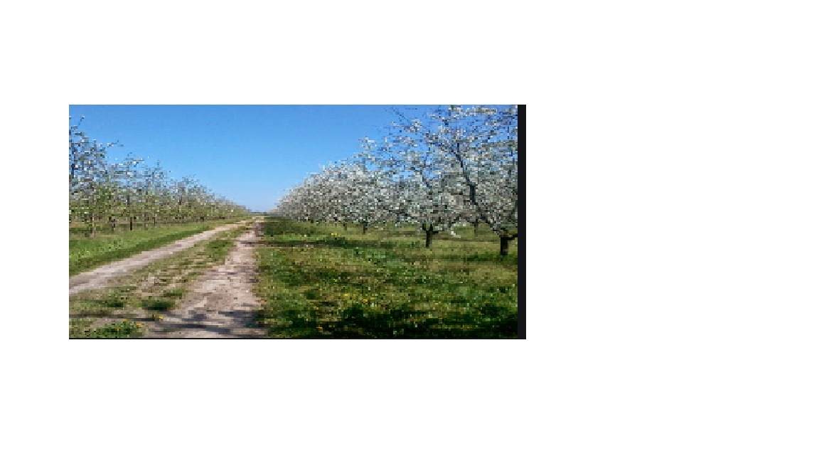 Długa polna droga biegnąca przez sad kwitnących drzew owocowych w słoneczny dzień.