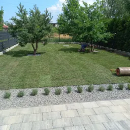 Świeżo rozłożona trawa z rolki w ogrodzie, z widocznym wałem do ubijania i osobą pracującą przy drzewie, obrzeża z kamyków i kostki brukowej.