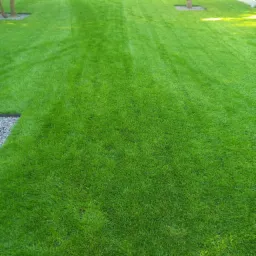 Intensywnie zielony trawnik z wykoszonymi pasami, otoczony drzewami i nowoczesnym budynkiem w tle.