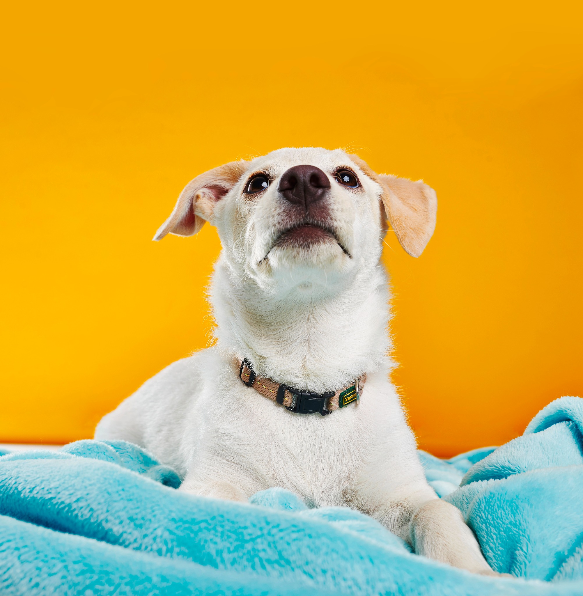 Portret młodego psa rasy mieszanej z obrożą Hunter, leżącego na turkusowym kocu na tle pomarańczowego studia. Pies patrzy w górę.
