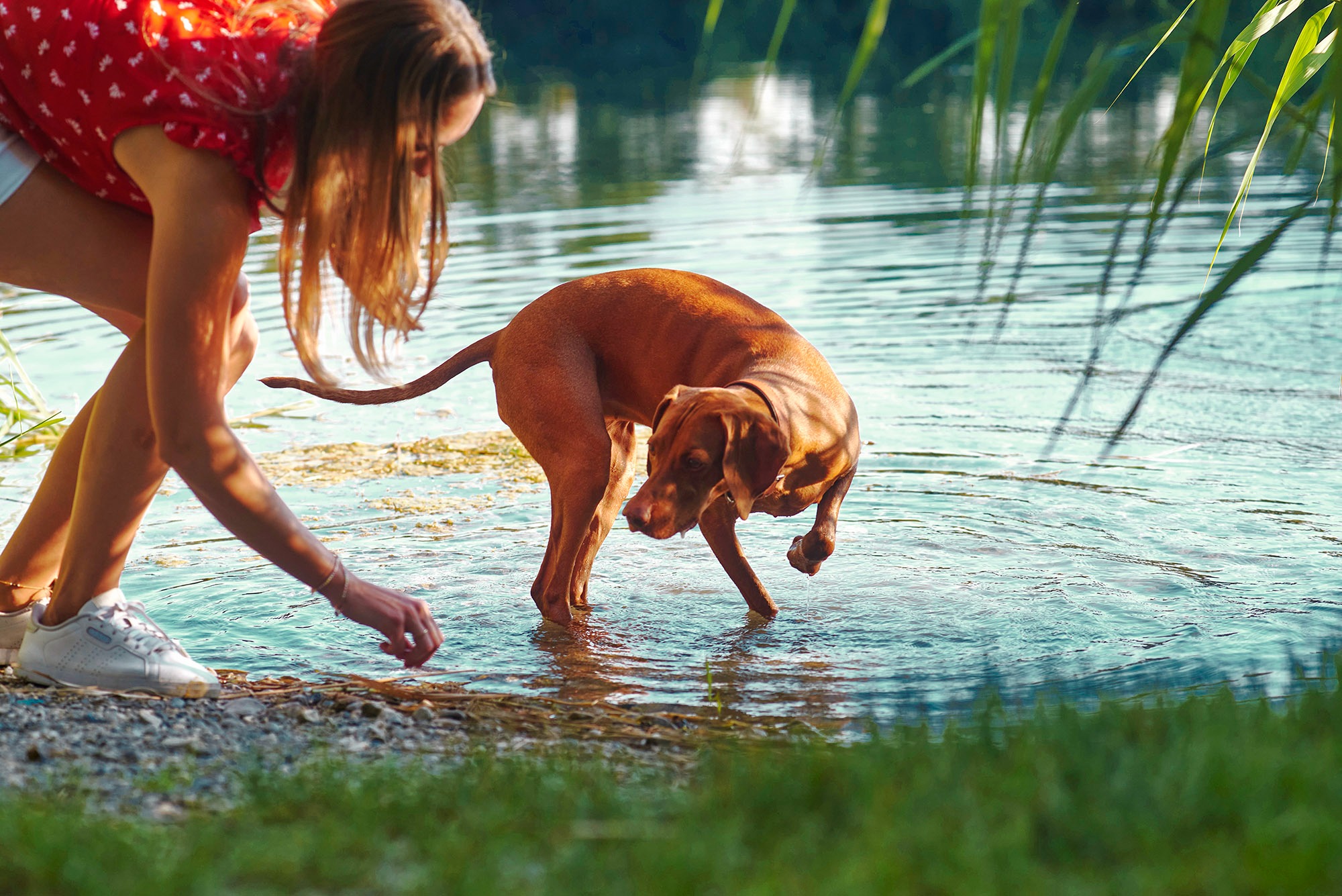 Dziewczyna w czerwonej bluzce i pies rasy wyżeł brodzą w płytkiej wodzie jeziora. W tle widać zielone trzciny i odbicie drzew w wodzie.