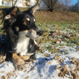 Wyprowadzanie psów Lublin 3