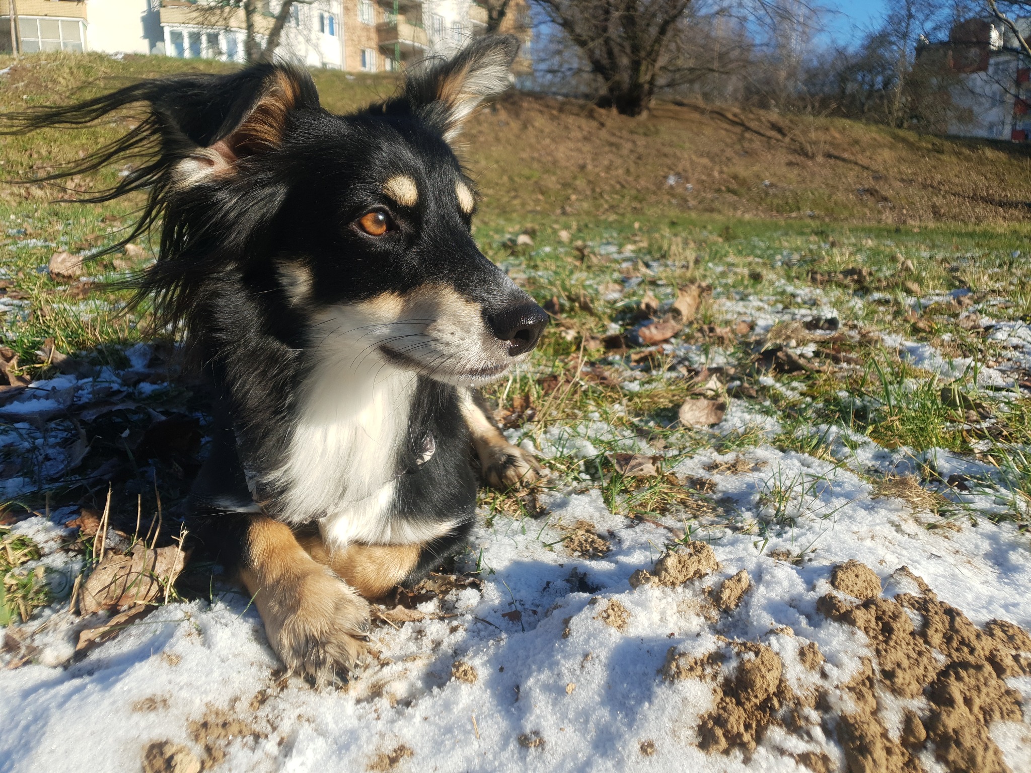 Czarny pies rasy mieszanej z białym podbrzuszem leży na trawie pokrytej śniegiem, patrząc w dal, z budynkami w tle.