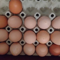 Jaja z hodowli wiejskiej 