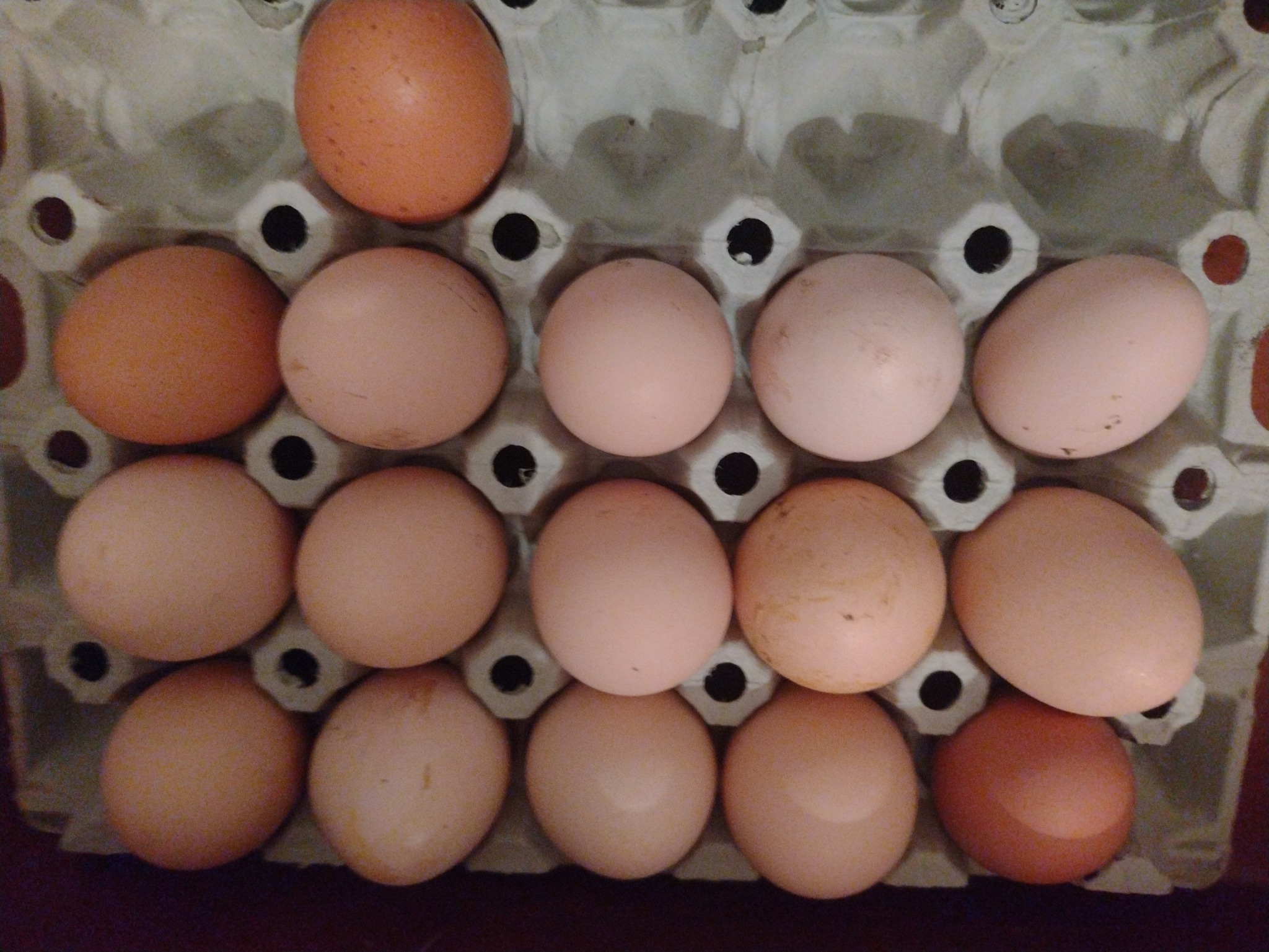 Jaja z hodowli wiejskiej