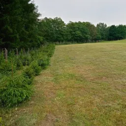 Świeżo wykoszony pas trawy na dużej działce, widoczne granice koszenia, z tyłu drzewa i pochmurne niebo.