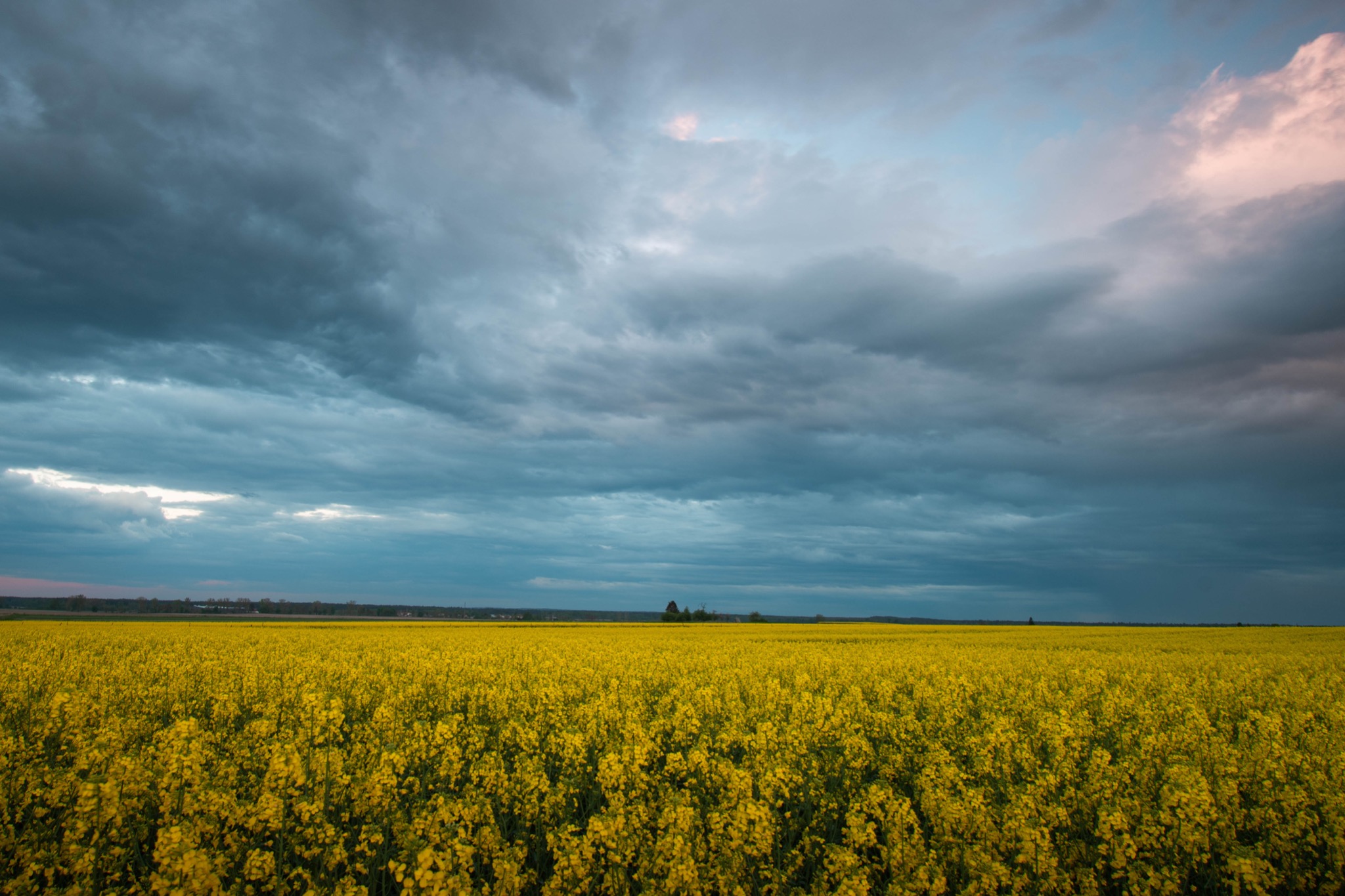 Rozległe pole kwitnącego rzepaku pod burzowym niebem z delikatnymi różowymi refleksami zachodzącego słońca.