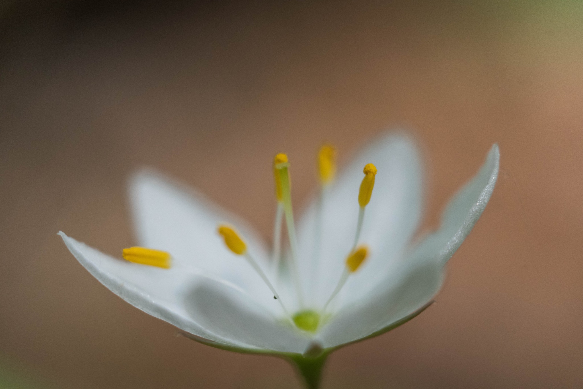 Delikatny, biały kwiat z żółtymi pręcikami na rozmytym, brązowym tle, sfotografowany z bliska.