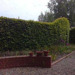 Zryw - Trawa z Rolki Wrocław