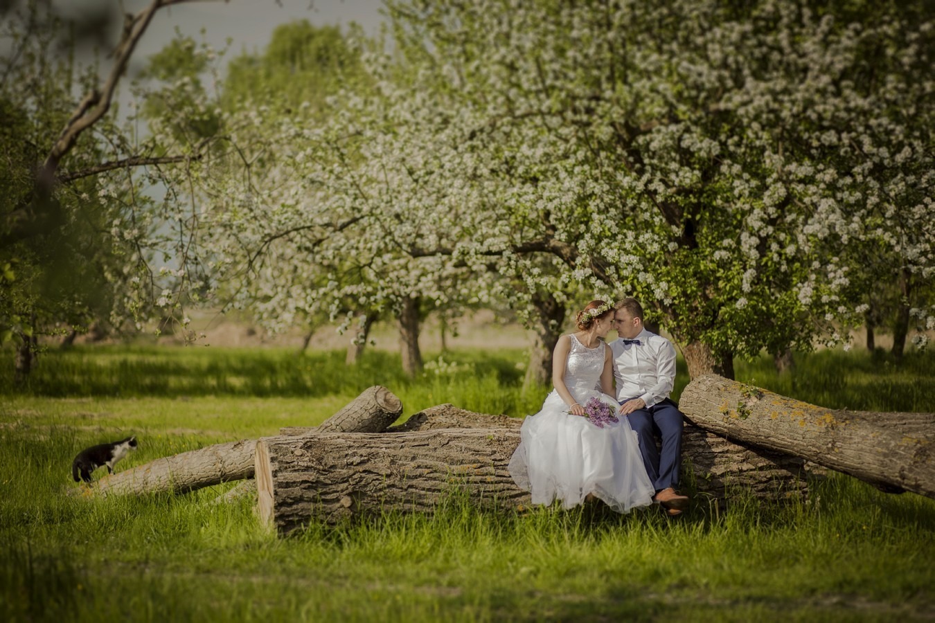 Para młoda siedzi na pniu drzewa w kwitnącym sadzie, w tle spaceruje kot, panna młoda trzyma bukiet fioletowych kwiatów.
