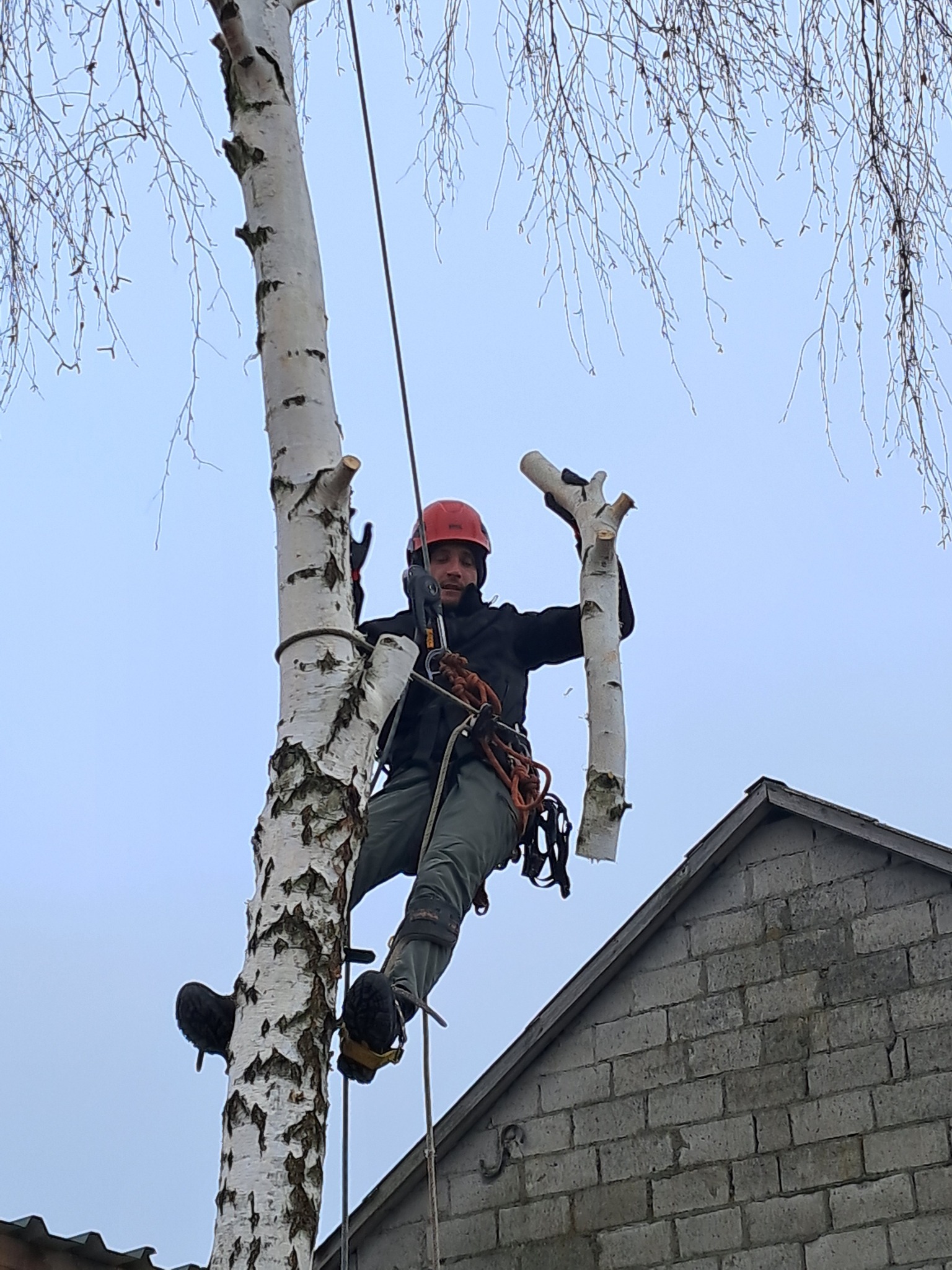 Arborysta w kasku, na linie, przycina gałęzie brzozy na tle szarego nieba i dachu budynku. Widoczne narzędzia i odcięte gałęzie.