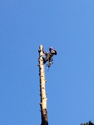 Arborysta w kasku, na linie, wysoko na pniu drzewa po obcince gałęzi, na tle błękitnego nieba, pokazuje kciuk w górę. Bezpieczeństwo i profesjonalizm.