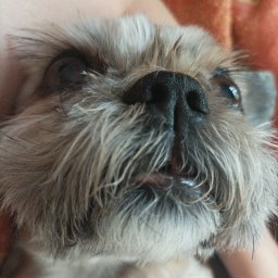 Maria Kanigowska - Spacery z Psem Warszawa