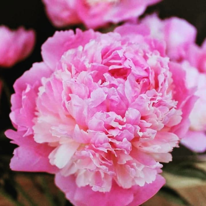 Delikatny, różowy kwiat piwonii z wieloma warstwami płatków, z bliska, na ciemnym tle.