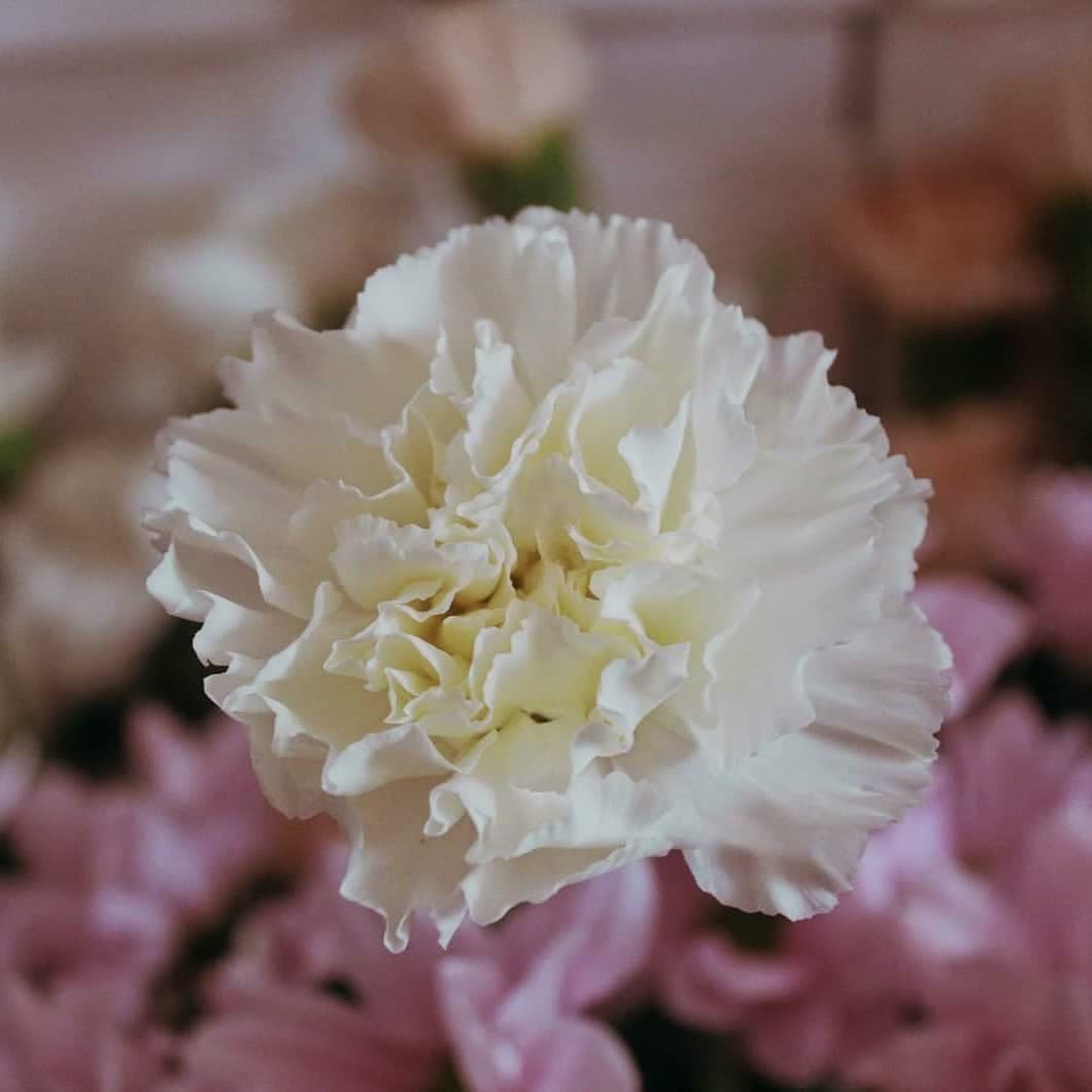 Pojedynczy, biały goździk z kremowym środkiem na rozmytym tle różowych kwiatów.