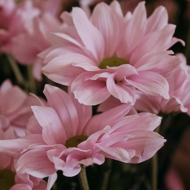 Delikatne, różowe chryzantemy z zielonymi środkami, sfotografowane z bliska, z miękkim, rozmytym tłem.