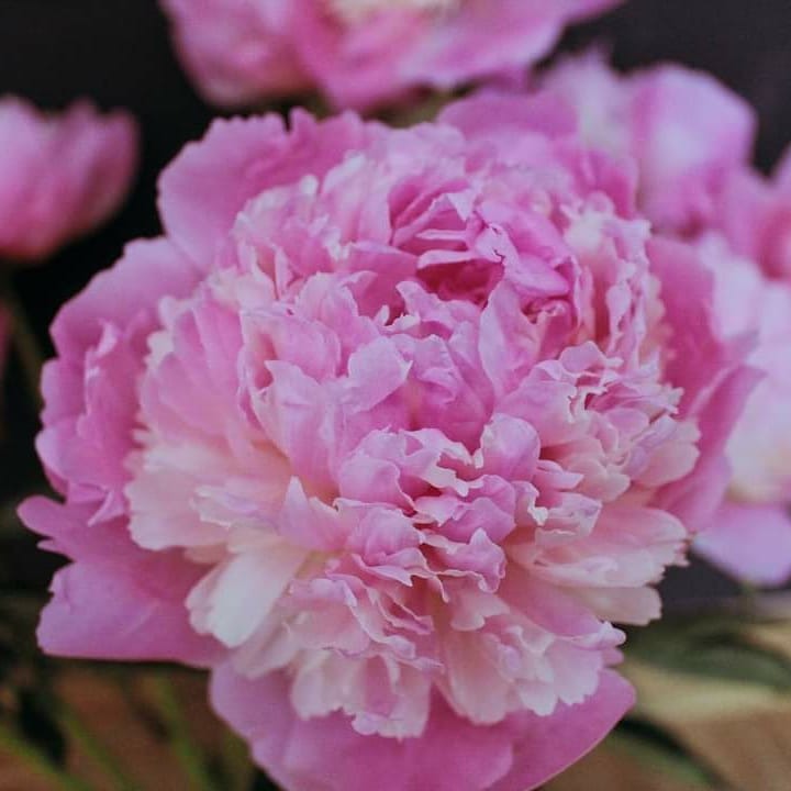 Rozkwitająca piwonia o pełnych, delikatnych różowych płatkach z kremowymi akcentami, w tle rozmyte kwiaty tego samego gatunku.