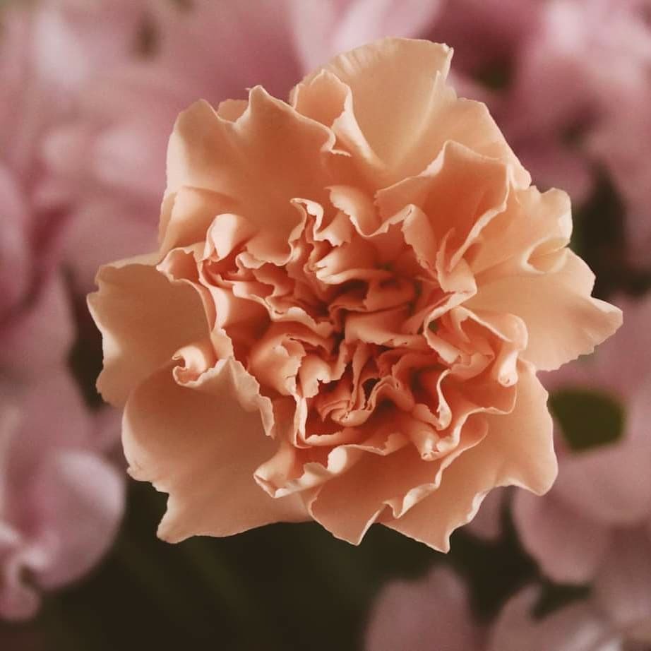 Pojedynczy, delikatny goździk w odcieniach brzoskwini i kremu, z miękkim, rozmytym tłem w podobnej kolorystyce.