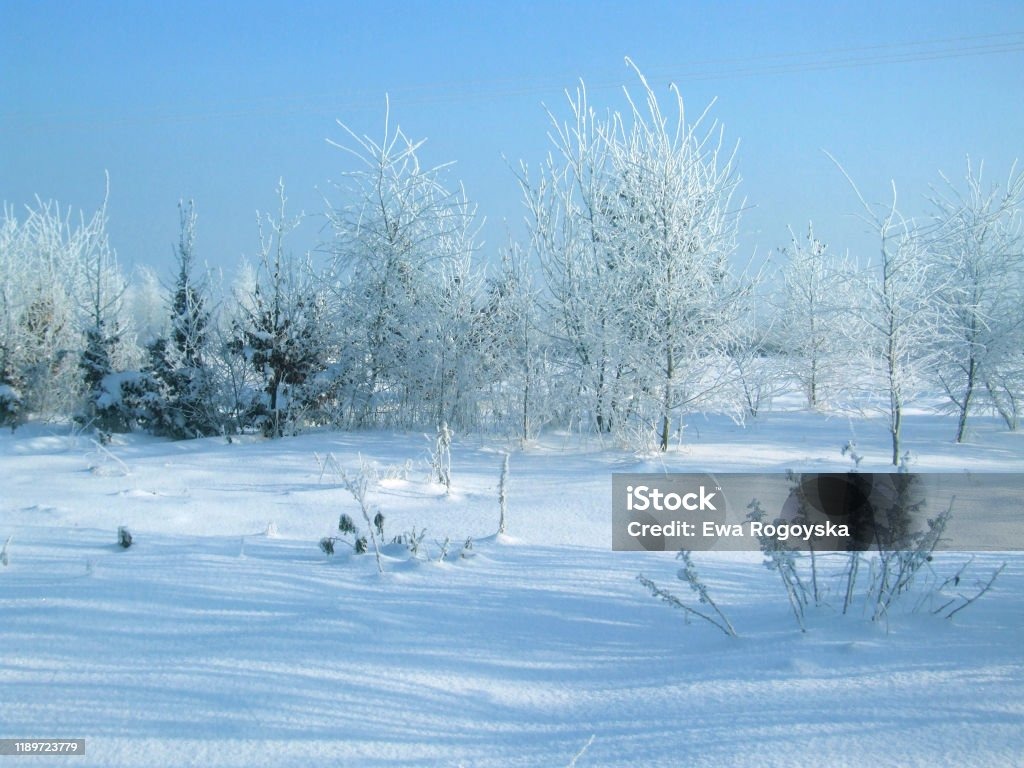 Zimowy krajobraz: drzewa i krzewy pokryte szronem pod błękitnym niebem. Śnieżne pole z wyraźnymi cieniami. Ujęcie w jasnej tonacji, z widocznym znakiem wodnym.