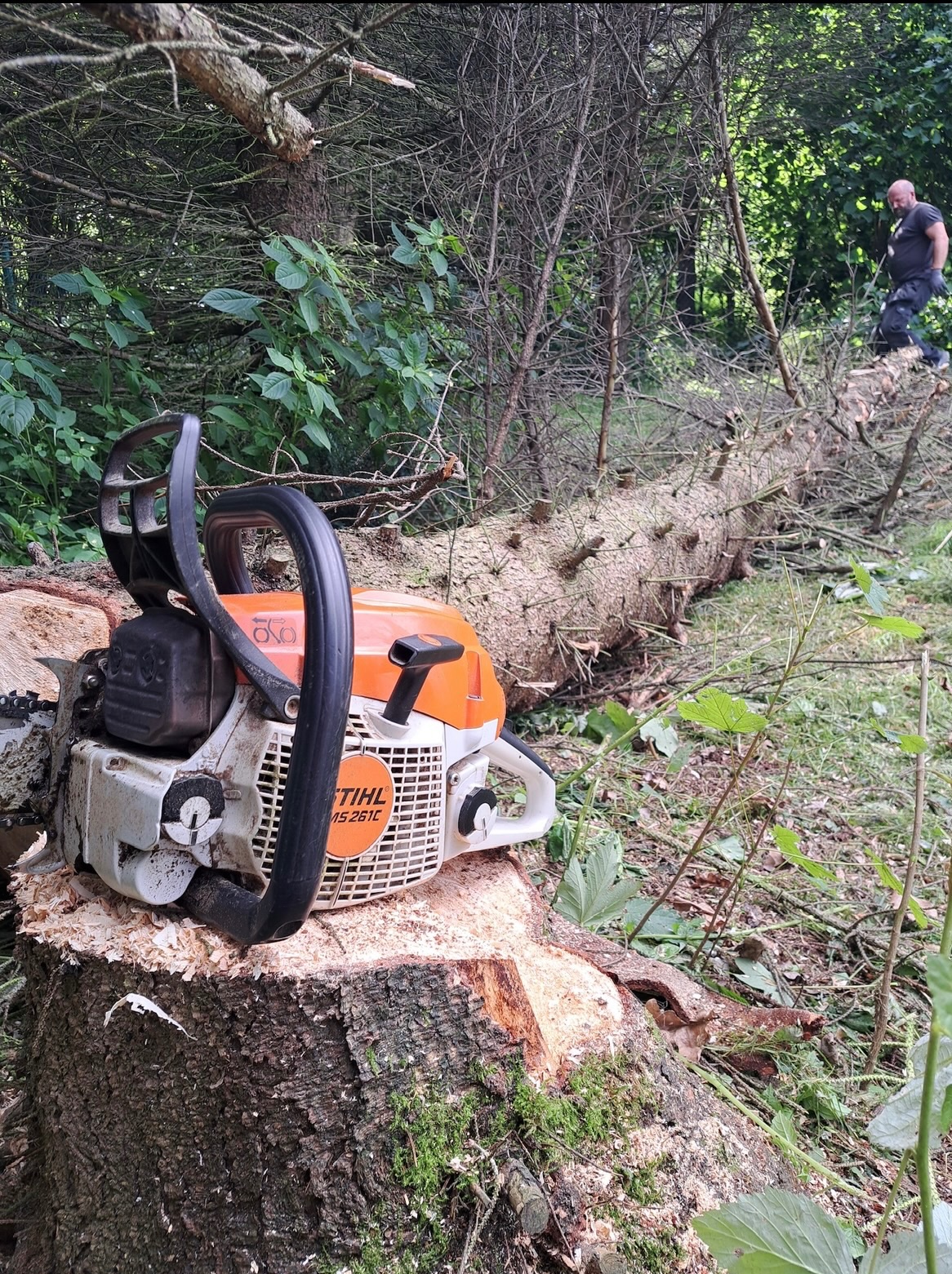 Pomarańczowo-biała piła spalinowa Stihl MS 261 C na pniu ściętego drzewa, w tle powalone drzewo i sylwetka mężczyzny w lesie.