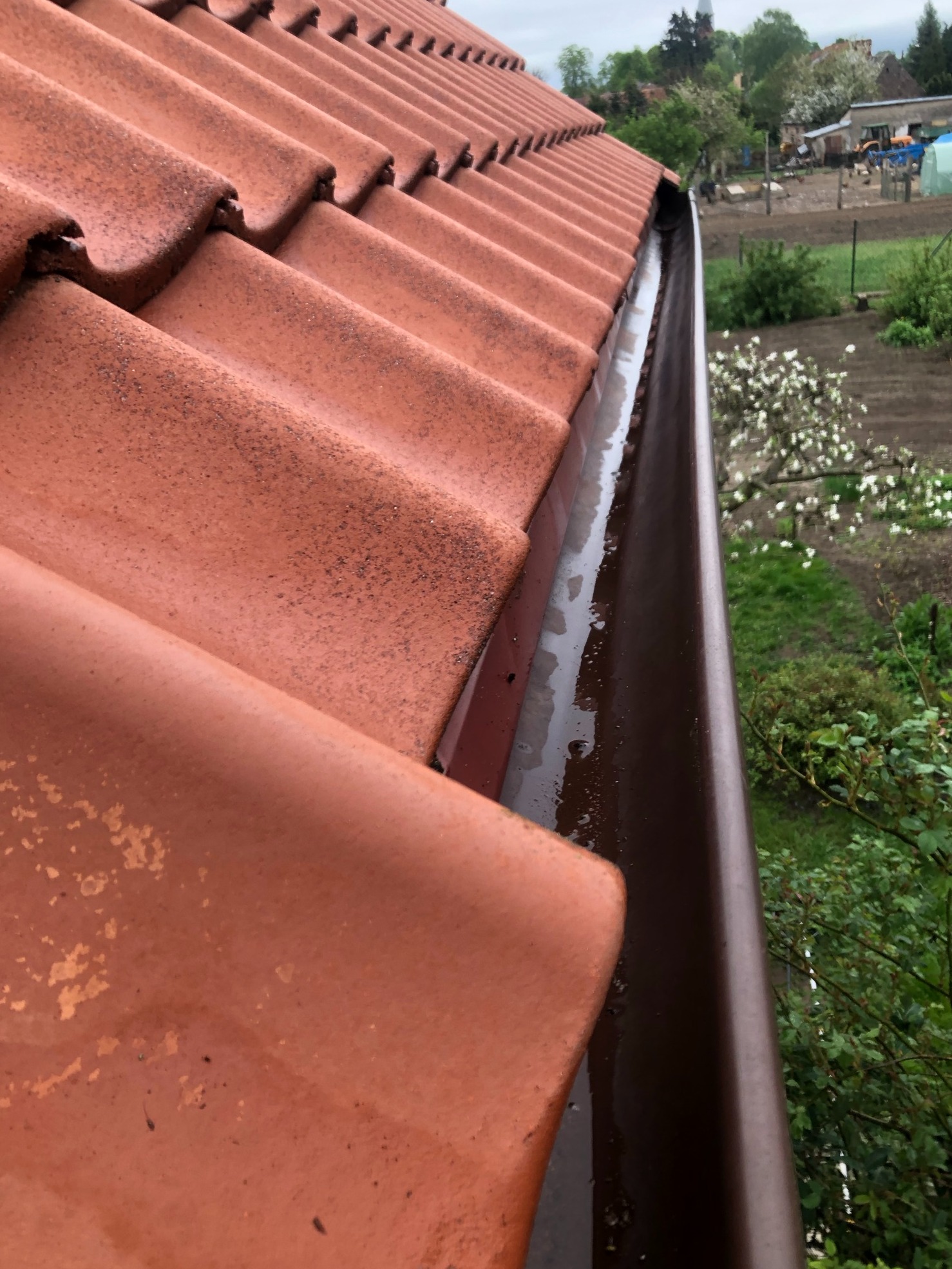 Czerwona dachówka z zabrudzeniami i brązowa rynna wypełniona wodą po deszczu, widok z góry na ogród z kwitnącymi drzewami.
