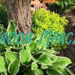 Kadr na rabatę z hostami o biało obrzeżonych liściach i jasnozielonymi krzewami, otoczoną ceglanym obrzeżem i pniem drzewa w tle. Na zdjęciu nałożony jest tekst 'Ogrody Marczak'.