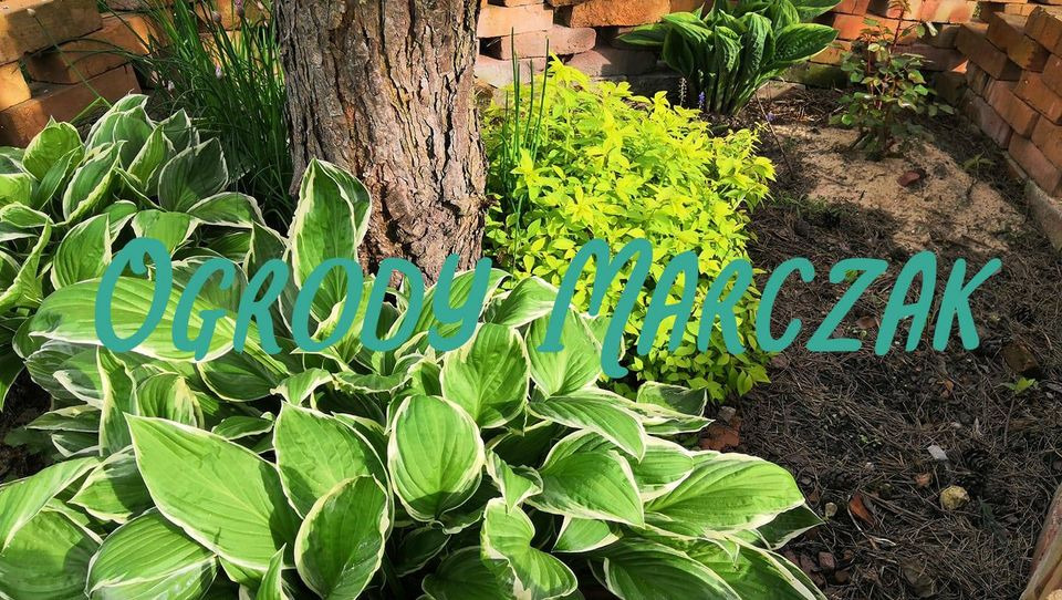 Kadr na rabatę z hostami o biało obrzeżonych liściach i jasnozielonymi krzewami, otoczoną ceglanym obrzeżem i pniem drzewa w tle. Na zdjęciu nałożony jest tekst 'Ogrody Marczak'.