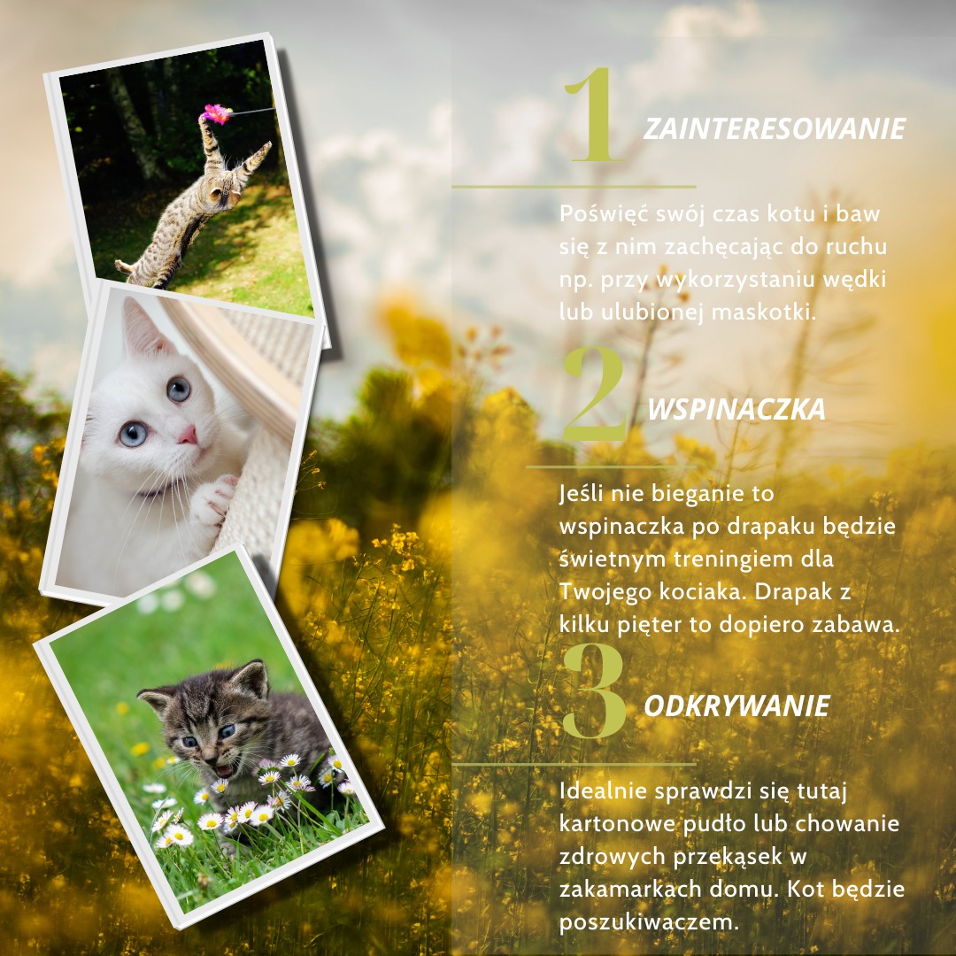 Przykładowa realizacja z grupy dla miłośników kotów.