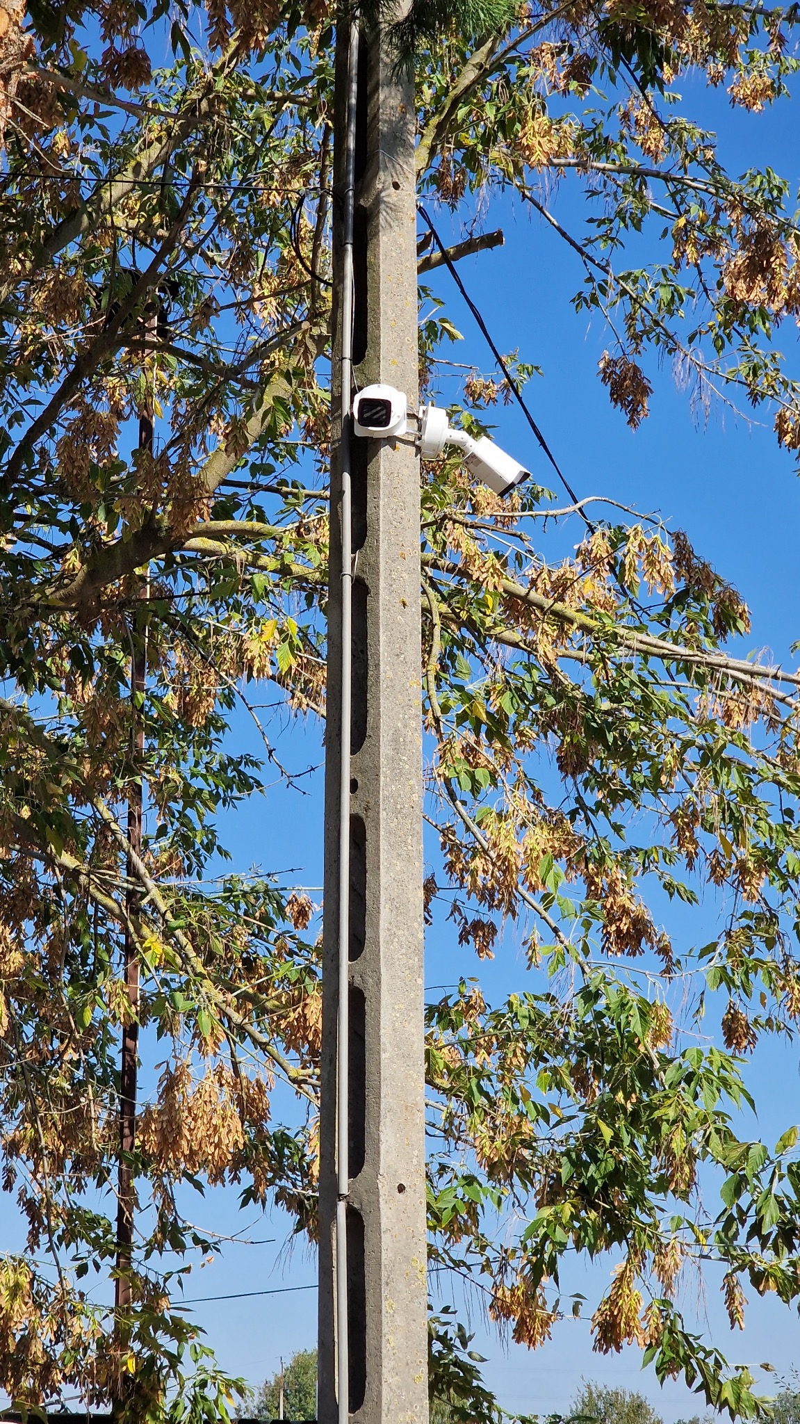 Biała kamera monitoringu zamontowana na betonowym słupie energetycznym, otoczona przez gałęzie drzew z żółtymi liśćmi na tle błękitnego nieba.