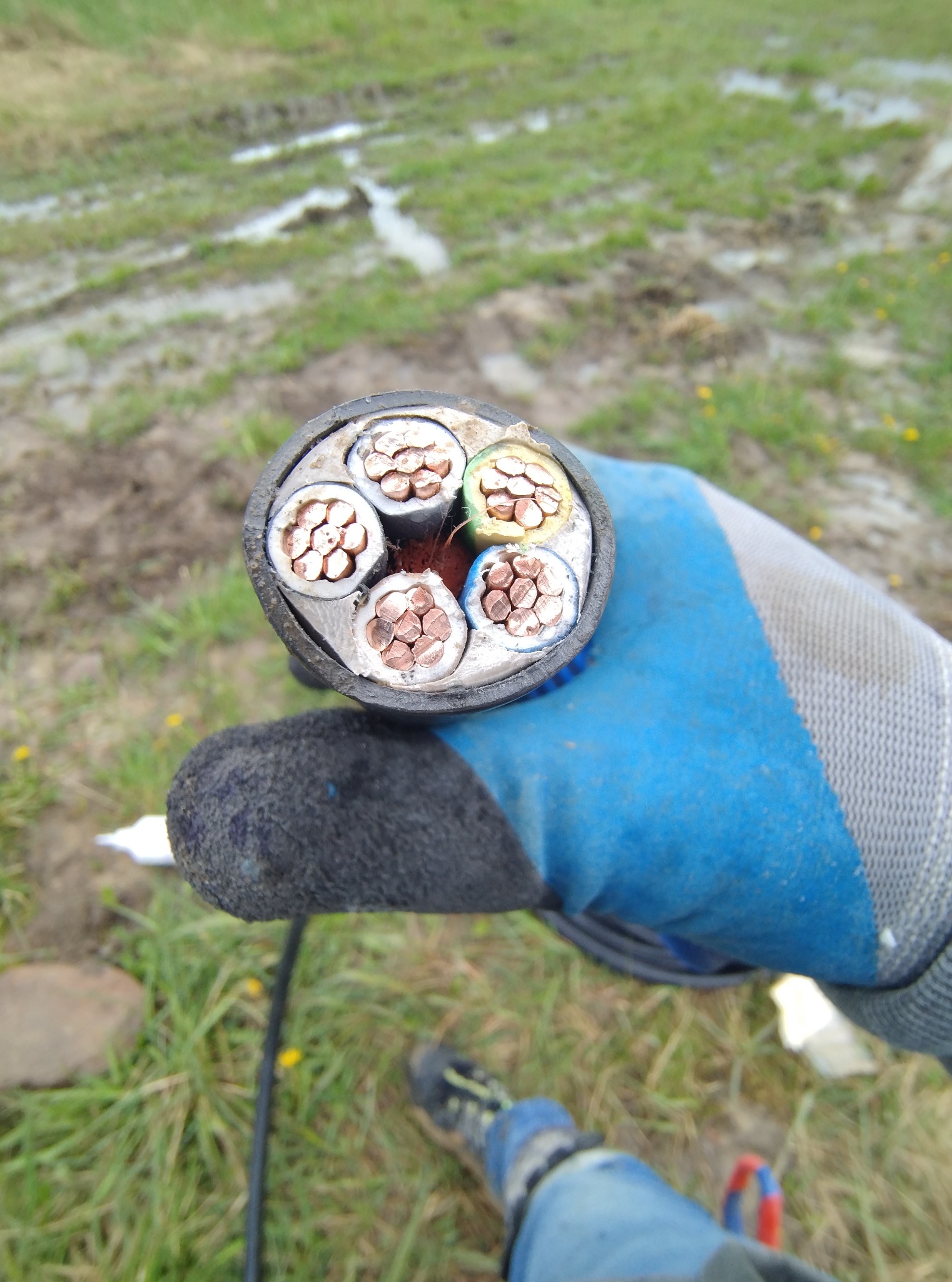 Przekrój kabla elektrycznego WLZ z żyłami miedzianymi w dłoni w roboczej rękawicy na tle trawy.