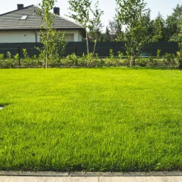 Intensywnie zielony, równo przystrzyżony trawnik przed nowoczesnym domem z ciemną dachówką, obrzeża z jasnoszarych płyt, w tle rząd młodych drzewek liściastych i żywopłot.