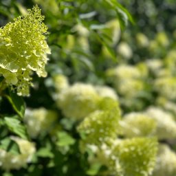 Usługi Ogrodniczo- Brukarskie Gardenin - Kwitnący krzew hortensji bukietowej 'Limelight' z bliska, z delikatnymi żółto-zielonymi kwiatostanami, na tle rozmytego ogrodu.