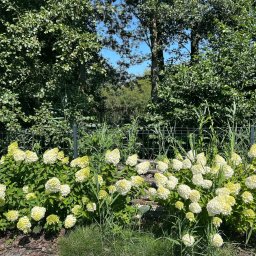 Usługi Ogrodniczo- Brukarskie Gardenin - Kwitnące krzewy hortensji bukietowej 'Limelight' posadzone wzdłuż metalowej siatki ogrodzeniowej, z widoczną korą drzewną na ziemi i zielonymi drzewami w tle pod błękitnym niebem.