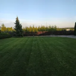 Równy trawnik z widocznymi pasami po koszeniu w Nowym Szelkowie, otoczony tujami i ogrodzeniem, z młodymi drzewkami w tle.