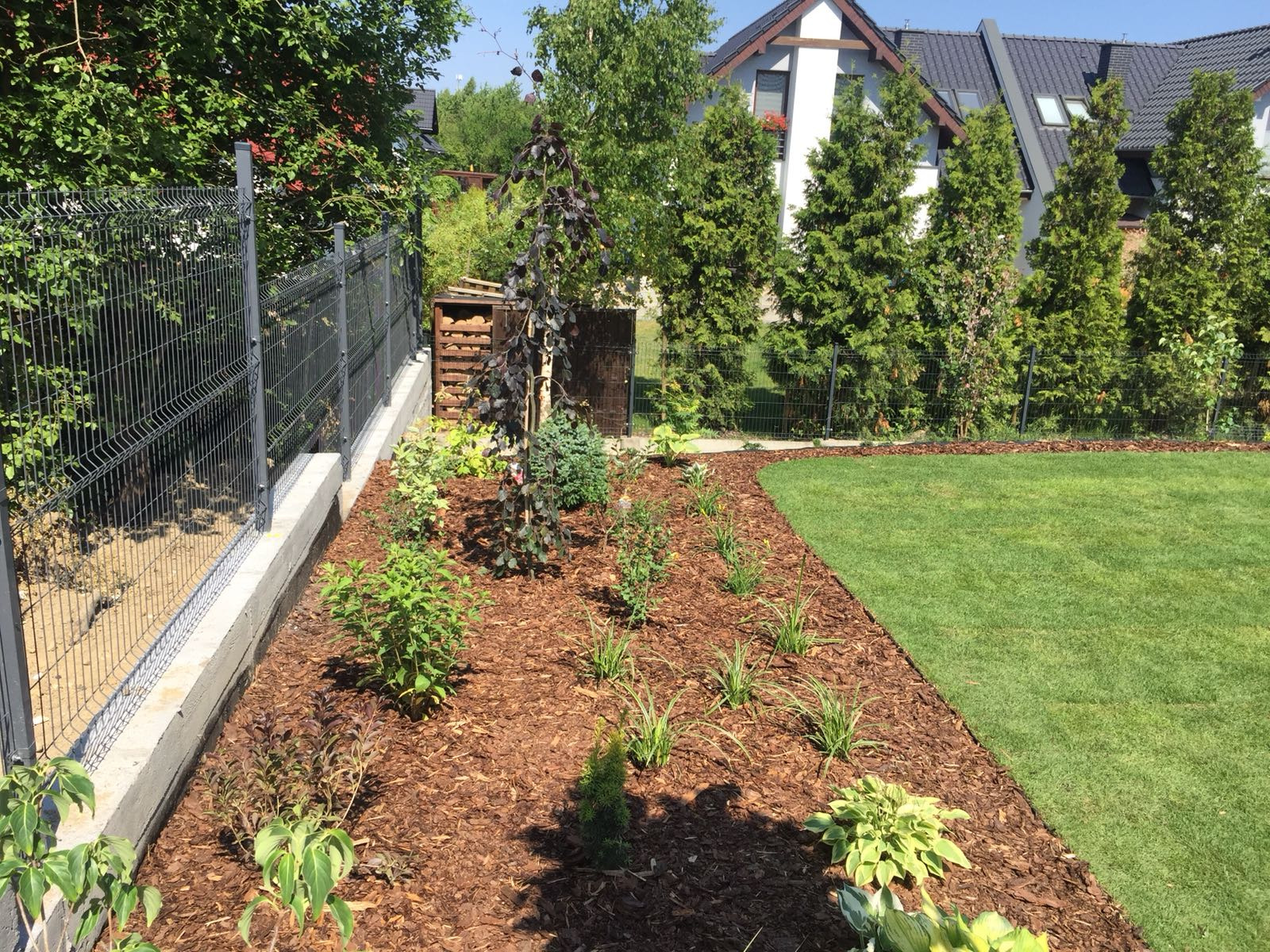 Nowo założony ogród z młodymi roślinami i drzewem o purpurowych liściach, wyściółkowany korą, oddzielony od trawnika obrzeżem z kory, z metalową siatką ogrodzeniową w tle.