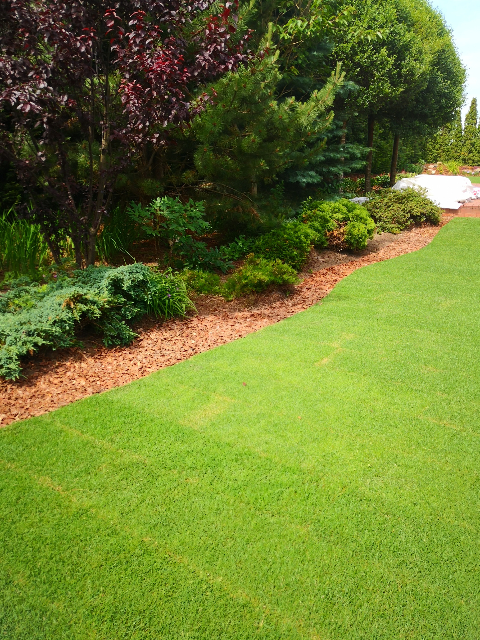 Starannie utrzymany trawnik z obrzeżem z kory, graniczący z różnorodną roślinnością ozdobną, w tym drzewami o purpurowych liściach i iglakami, tworzącymi uporządkowaną przestrzeń ogrodową.