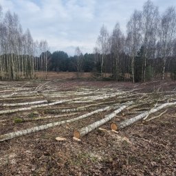 Wycinka drzew Sowlany 4