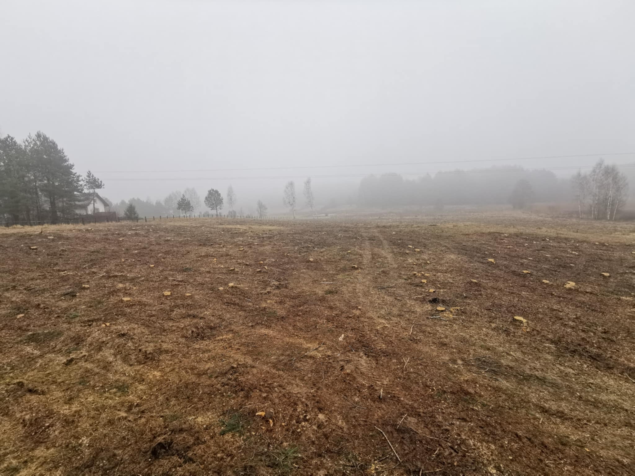 Po wycince drzew w Sowlany, widoczne pnie na zaoranym polu w mglisty dzień, w tle zabudowania.