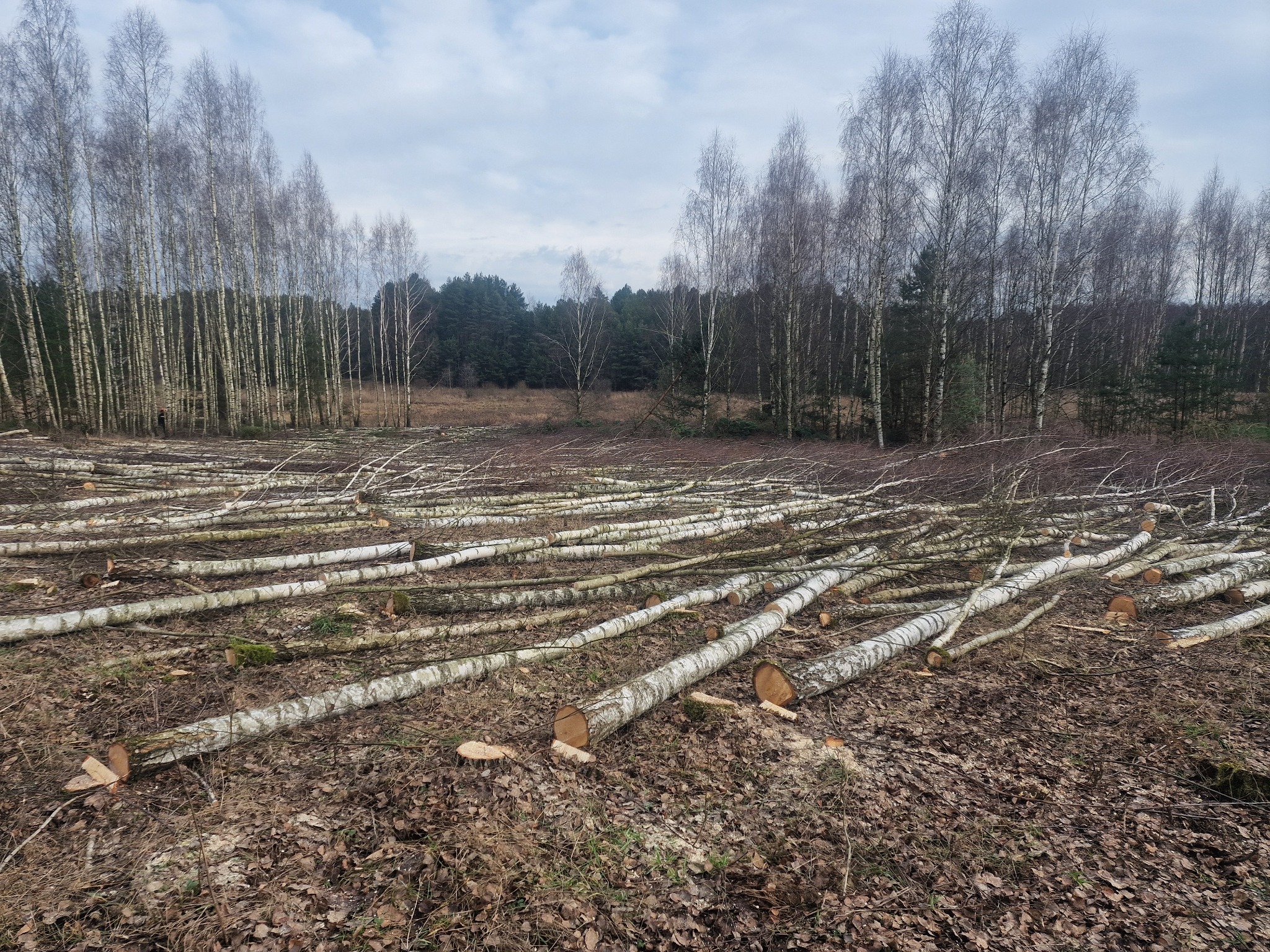 Ścięte pnie brzóz leżące na ziemi pokrytej liśćmi, w tle widoczny las mieszany i pochmurne niebo.