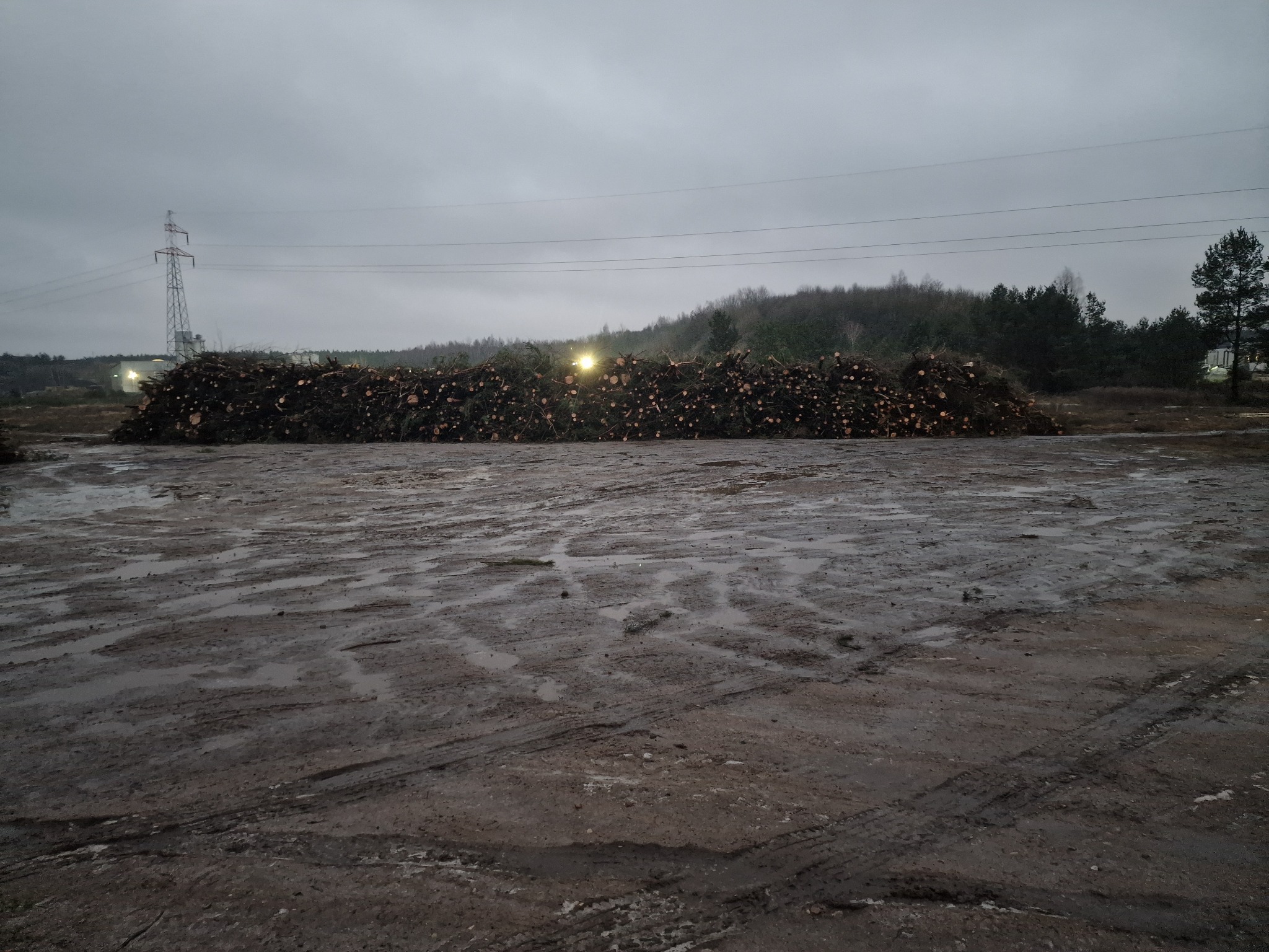 Stos pociętych pni drzew leżący na błotnistym placu, w tle las i słup wysokiego napięcia pod pochmurnym niebem.