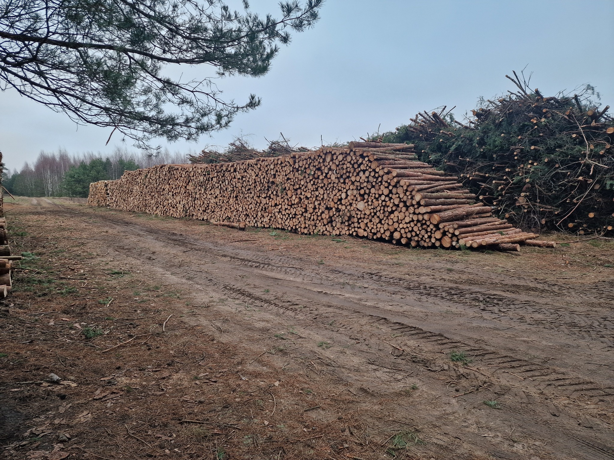 Stos ściętych bali drzewnych ułożonych wzdłuż polnej drogi z widocznymi śladami opon, w tle las i gałęzie drzewa