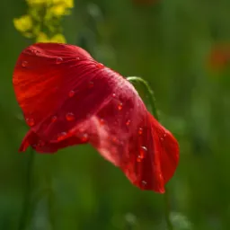 Pojedynczy, czerwony mak polny z kroplami wody na płatkach, na rozmytym zielonym tle z żółtym kwiatem w oddali.