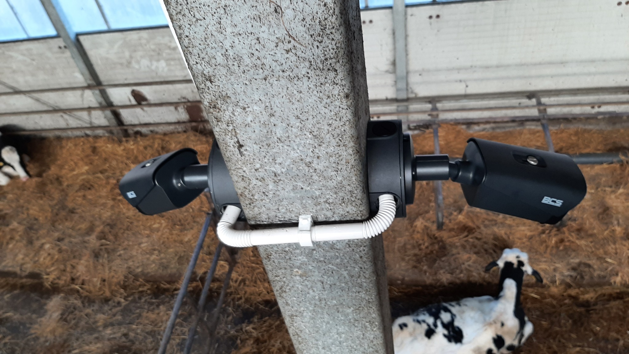 Dwie czarne kamery przemysłowe BCS zamontowane na betonowym słupie w oborze, widoczne krowy na ściółce ze słomy.