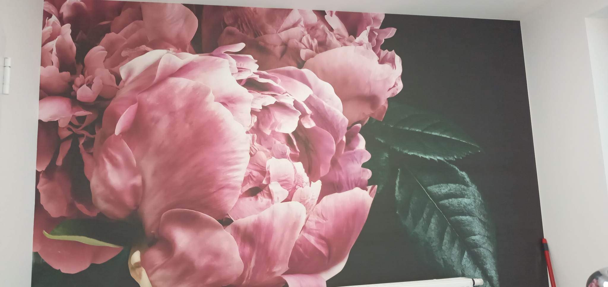 Fototapeta z motywem dużych, różowych kwiatów piwonii na ciemnym tle, przylegająca do białej ściany, widoczny fragment grzejnika i czerwonej rurki w rogu.