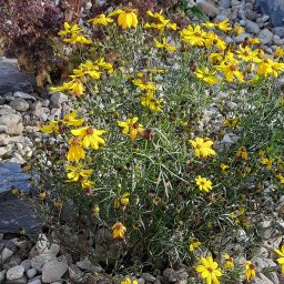 Salon Zieleni - Kępa kwitnących na żółto nagietków w ogrodzie skalnym, otoczona szarymi kamieniami i uschniętymi roślinami w tle.