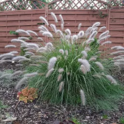 Kępa trawy ozdobnej 'Piórkówka' z puszystymi kwiatostanami na tle brązowego, drewnianego płotu z kratką.