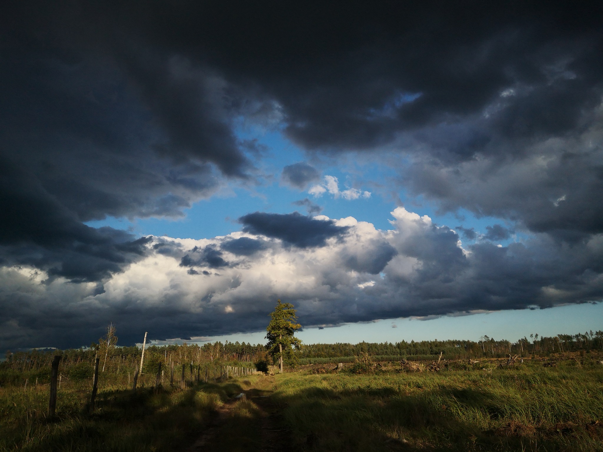 Krajobraz polski: polana z pojedynczym drzewem na tle burzowych chmur i fragmentu błękitnego nieba.