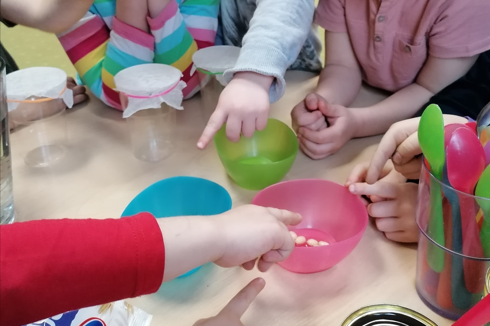 Dzieci siedzą przy stole, bawiąc się kolorowymi miseczkami i fasolą, przygotowując eksperyment z kiełkowaniem nasion w słoikach zabezpieczonych gazą.