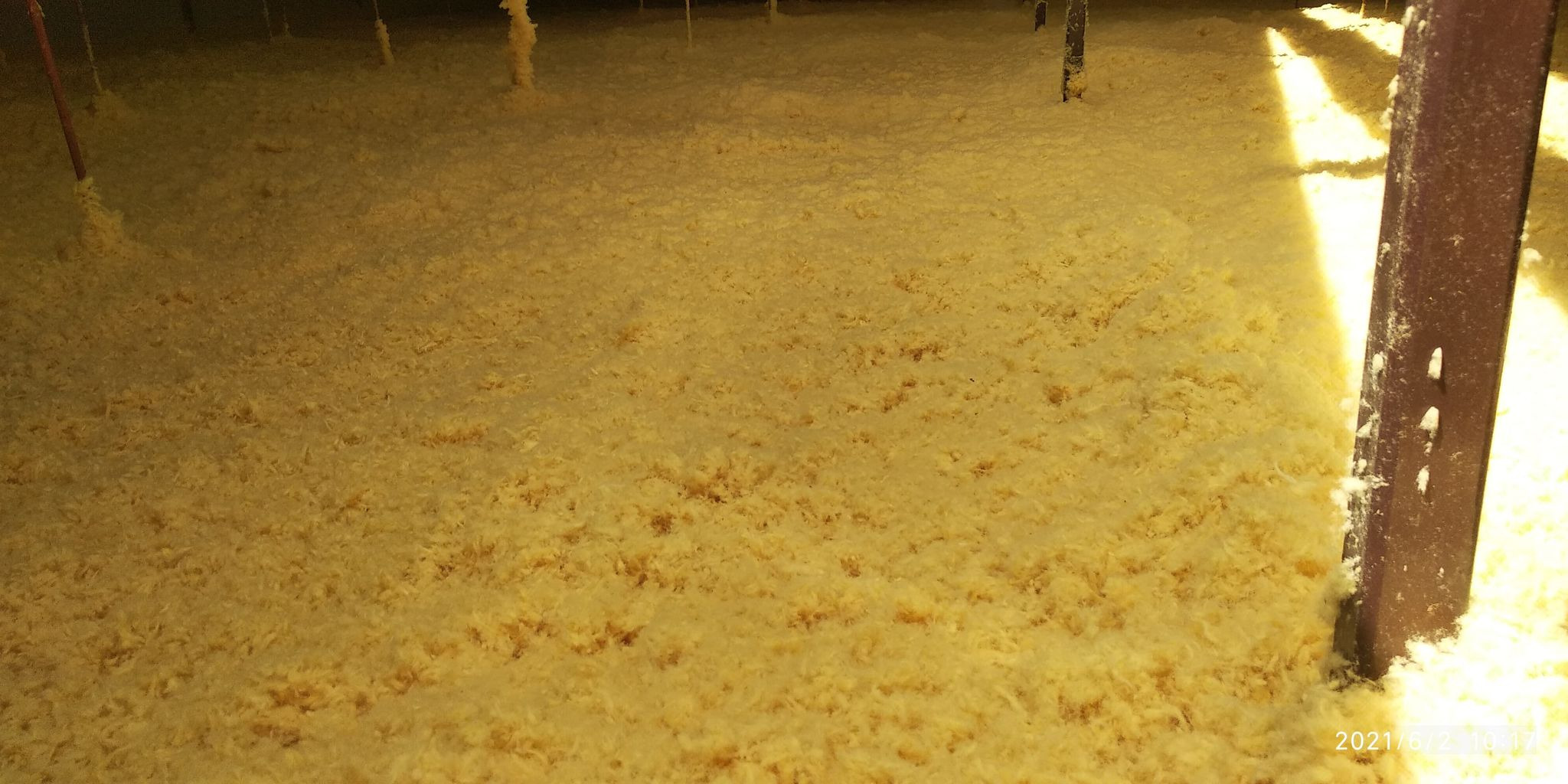 Poddasze pokryte grubą warstwą natryskowej pianki poliuretanowej, widoczne drewniane elementy konstrukcyjne